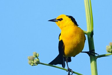 Se firmó un convenio con Aves Argentinas para la protección del Tordo Amarillo