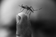 El Nodo Epidemiológico detectó tres muestras sospechosas de dengue