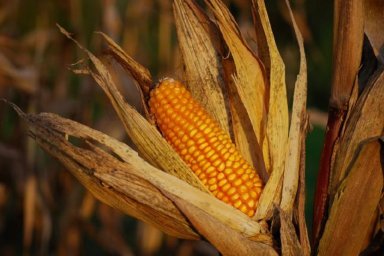 Avanza la cosecha de sorgo y maíz de segunda y tardío