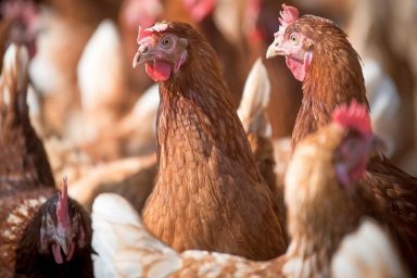 Influenza aviar: Entre Ríos se mantiene libre de circulación