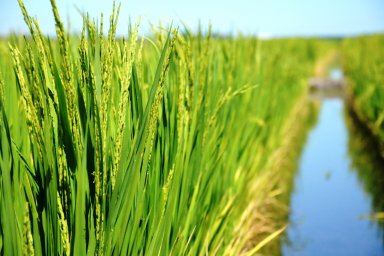 Cierra la cosecha de arroz en Entre Ríos con un leve crecimiento