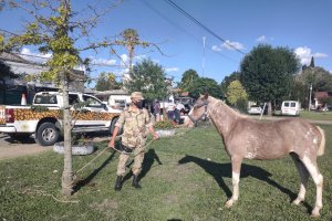 Controlaron la tenencia responsable de caballos en Pueblo Belgrano