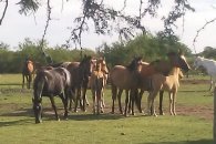 Secuestran veinte equinos en más allanamientos