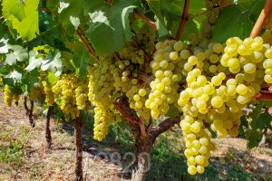 El proyecto turístico Entre Ríos, brindis y sabores fue reconocido por el CFI