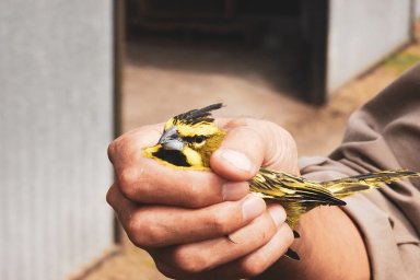 Refuerzan el rescate y la conservación del Cardenal Amarillo