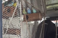 Secuestran aves exóticas de un domicilio de calle Primera Junta
