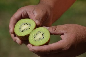 Impulsan el cultivo de kiwi como fruta primicia