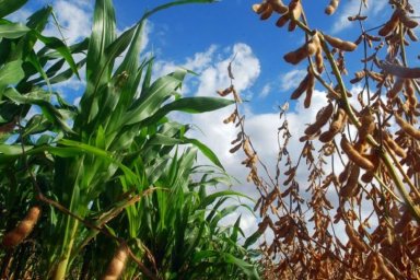Argentina proyecta aumentar el área de soja y reducir la de maíz