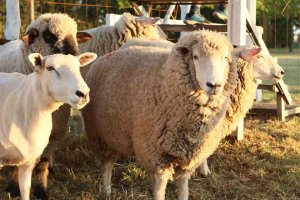 Entre Ríos comenzará a comercializar carne ovina en otras provincias