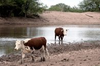 La sequía en Entre Ríos provocó una gran mortandad de vacunos y ventas anticipadas