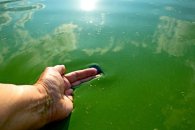 Por la presencia de cianobacterias, prohibieron bañarse en un afluente del Uruguay