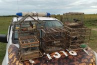 Liberaron aves silvestres en Costa Uruguay Sur