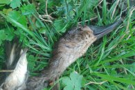 Victoria: denuncian coto de caza y montañas de patos muertos