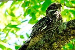 Más de 60 organizaciones piden que Entre Ríos no autorice la caza de aves autóctonas