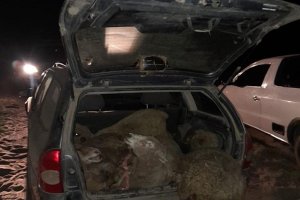 Intentaron robar ovejas en Ibicuy