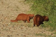 Fotografiaron en Entre Ríos tres pumas de una especie en peligro de extinción
