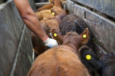 Fiebre aftosa: Requisitos para el movimiento de bovinos y bubalinos en la campaña 2024