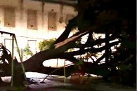 Plaza San Martín: Un árbol gigante fue derribado por la tormenta