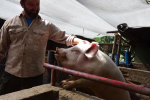 Por la falta de consumo, los productores abandonan las granjas porcinas