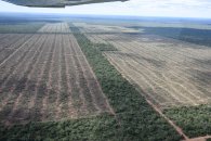 Preocupación por el aumento de los desmontes en el norte del país