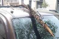 Una rama se desprendió de un árbol y dañó a un automóvil en la vía pública