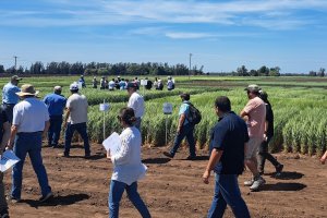 Expocereales visibilizó las oportunidades del trigo y la cebada