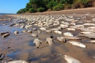 Aparecieron cientos de peces muertos a orillas de un arroyo de Concordia