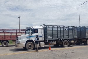 Creció un 170% el control en ruta a transportes de animales vivos y alimentos