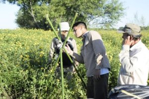 Monitorean la nidificación del yacaré overo en el Parque Nacional Pre Delta