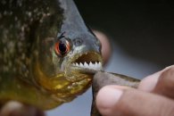 Alerta en el río Gualeguay por la presencia de pirañas