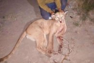 Puma ultimado en Cuchilla: el juez negó el allanamiento al domicilio del cazador