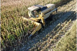 Hay retrasos en las labores de cosecha de maíz y girasol