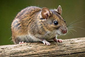 Emiten recomendaciones para prevenir el hantavirus y la leptospirosis