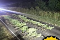 Descubrieron una plantación de marihuana sobre la banquina de la Ruta 39