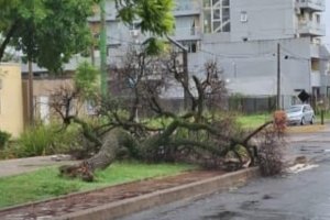 La tormenta dejó árboles caídos en la ciudad