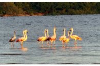 Un encuentro inesperado: Flamencos en Isla Cambacúa de Concepción