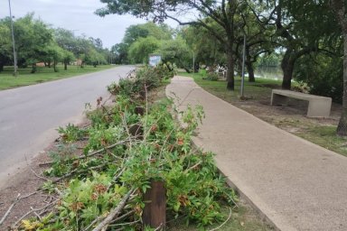 Programan poda de árboles y desmalezado de espacios públicos